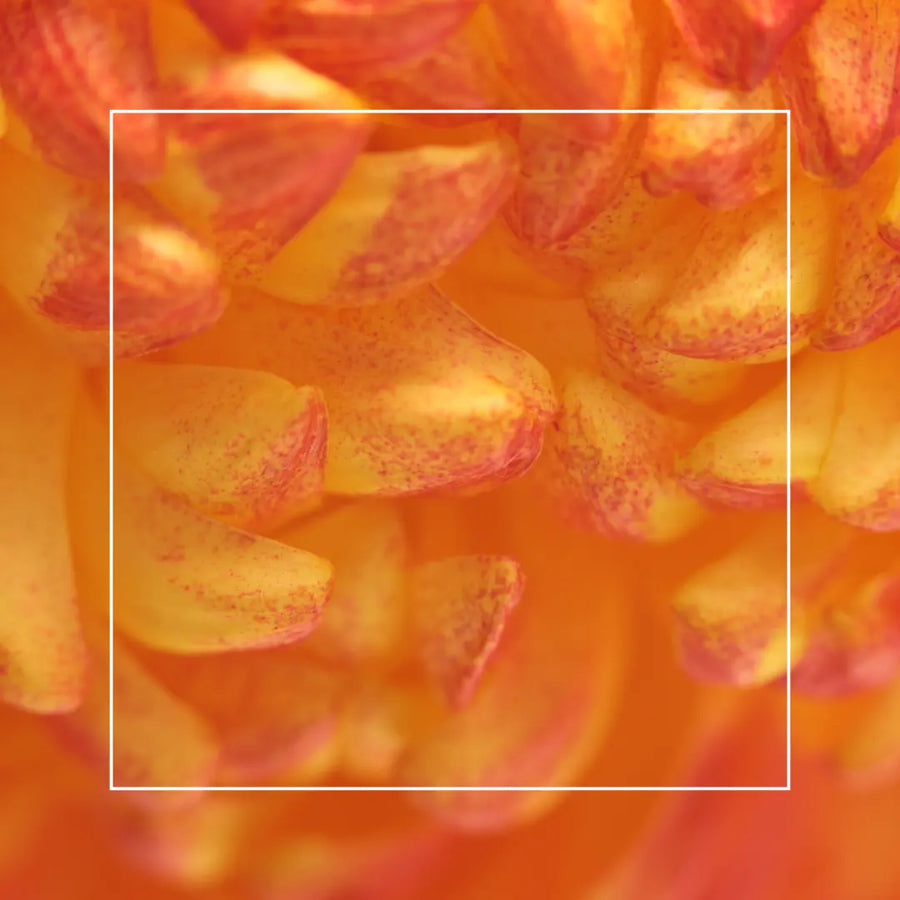 Caesalpinia Spinosa Fruit Extract