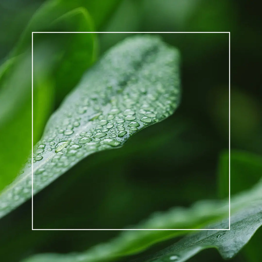 Centella Asiatica